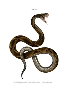 Jararaca