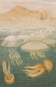 Jellyfish, plate from Brehms Tierleben