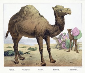 Camel, pub. Mid 19th Century