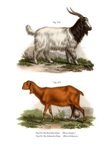 Kashmir Goat by German School