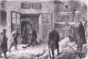 Killing an elephant for food in Jardin D