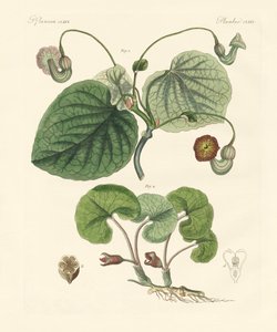 Kinds of Aristolochia Plants