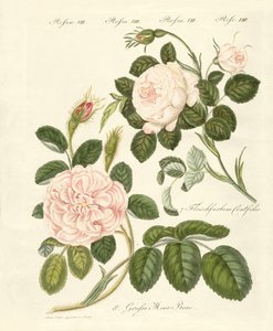 Kinds of roses by German School