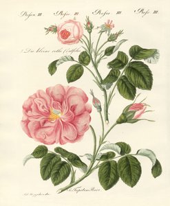 Kinds of Roses