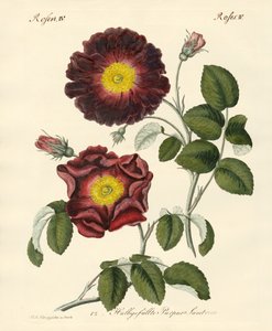 Kinds of Roses