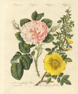 Kinds of Roses by German School