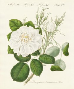 Kinds of Roses
