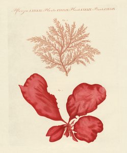 Kinds of seaweed by German School