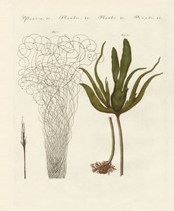 Kinds of seaweed by German School