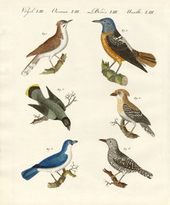 Kinds of Shrikes or Red-Backed Shrikes by German School