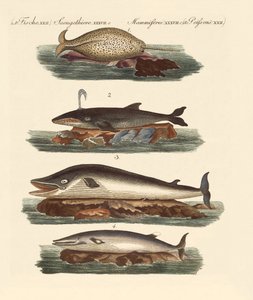 Kinds of Whales