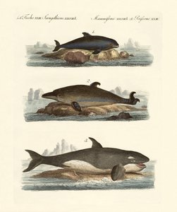 Kinds of Whales