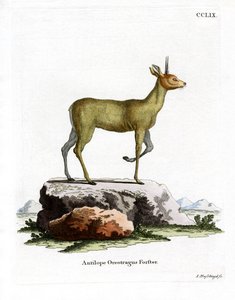 Klipspringer by German School