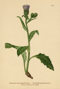 Large-leaved Common Saw-wort