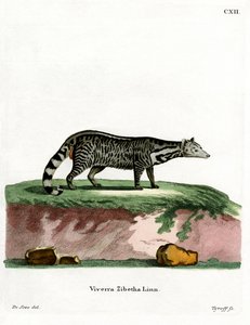 Large Indian Civet by German School