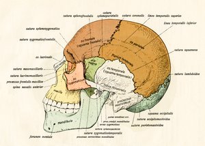 Lateral Diagram of the Bones of the Human Skull by German School