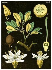 Latex (Palaquium gutta)