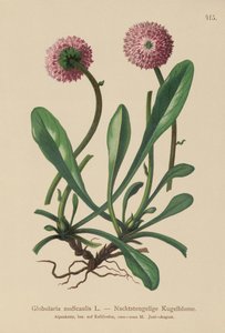 Leafless Stemmed Globularia by German School