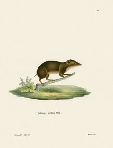 Lesser Gymnure by German School