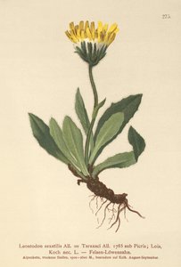 Lesser Hawkbit