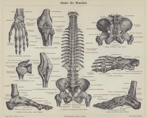 Ligaments of the human body