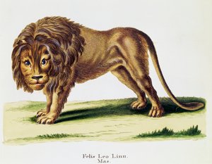 Lion (Felis leo), from Mammals illustrated from Nature with descriptions, by Johann Christian Daniel von Schreber, engraving by H I Tisroff, volume 3, table 97-A, Germany