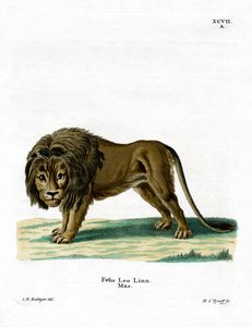 Lion