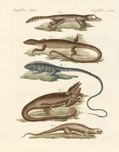 Lizards by German School