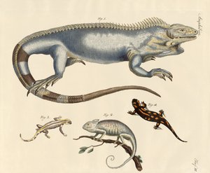 Lizards