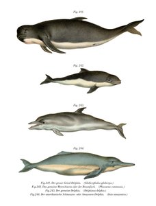 Long-Finned Pilot Whale