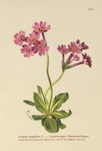 Long-flowered Primrose