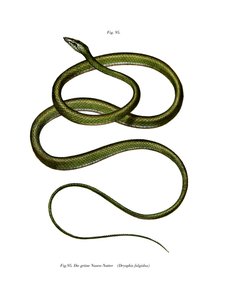 Long-nosed Tree Snake