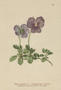 Long-spurred Violet
