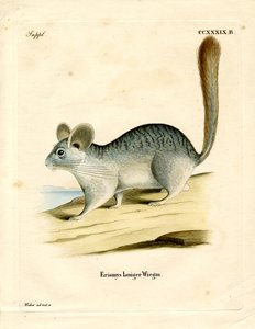 Long-tailed Chinchilla