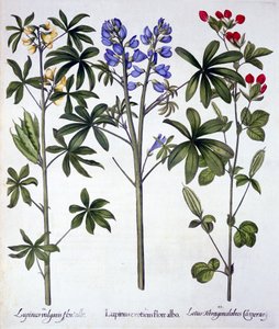 Lupins and Red Asparagus Pea, from Hortus Eystettensis