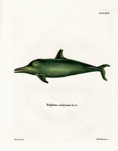 Malayan Dolphin