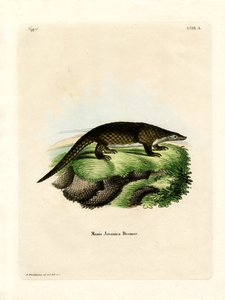 Malayan Pangolin
