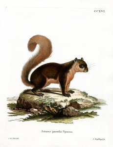 Malayan Squirrel by German School