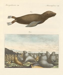 Mammals by German School