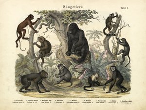 Mammals, c.1860 by German School
