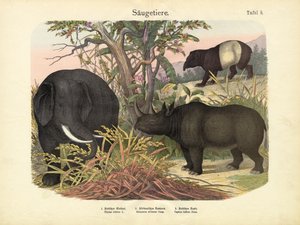 Mammals
