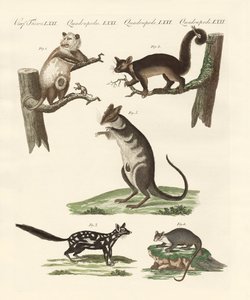 Marsupials