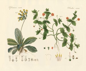 Medical plants
