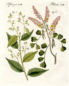 Medical Plants