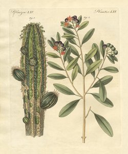 Medical Plants