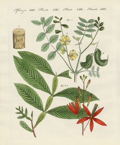 Medical Plants by German School