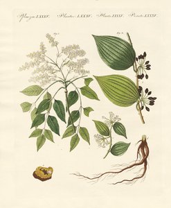 Medical Plants
