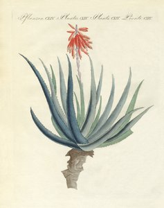 Medical Plants