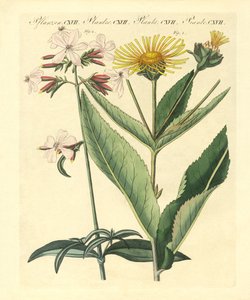 Medical Plants