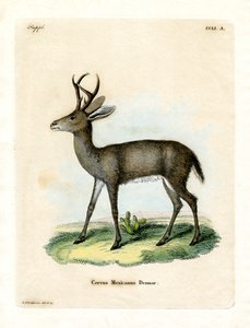 Mexican Deer by German School